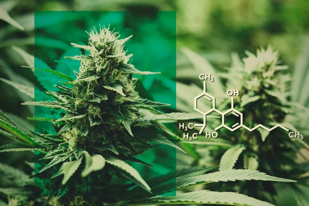 Best Nano CBD Products
