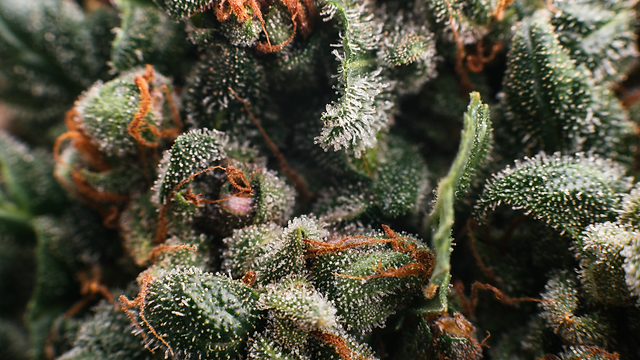 Hemp-Derived D9