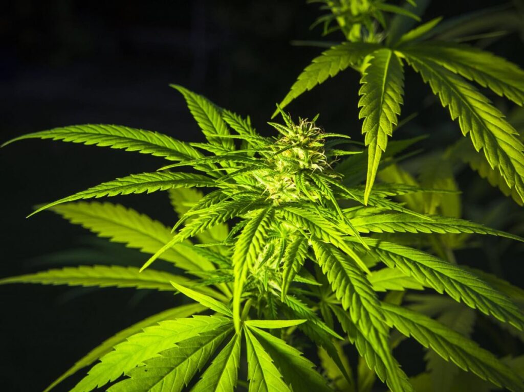 Nano CBD for Sale