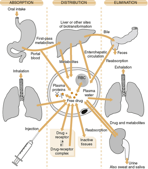 Drug Metabolism and Pharmacokinetics