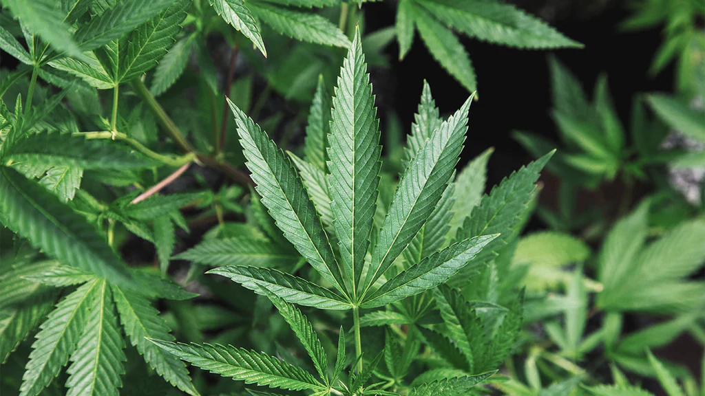 Nano Hemp