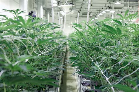 Cannabis Plantation