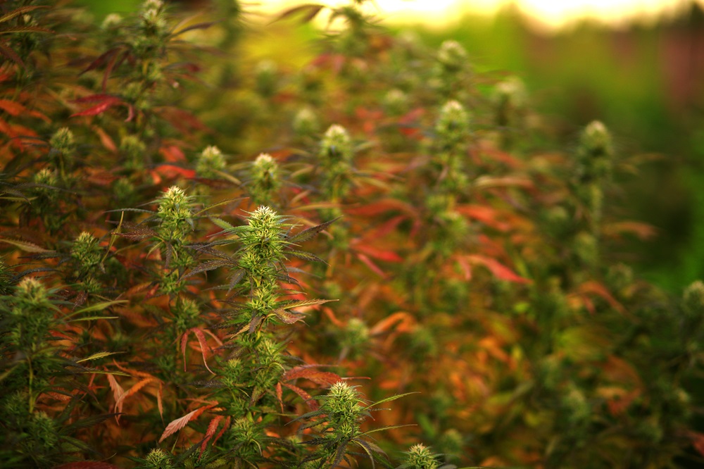 West Virginia Cannabis