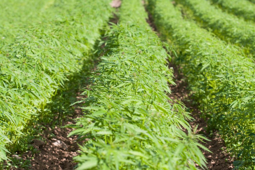 Florida Hemp New