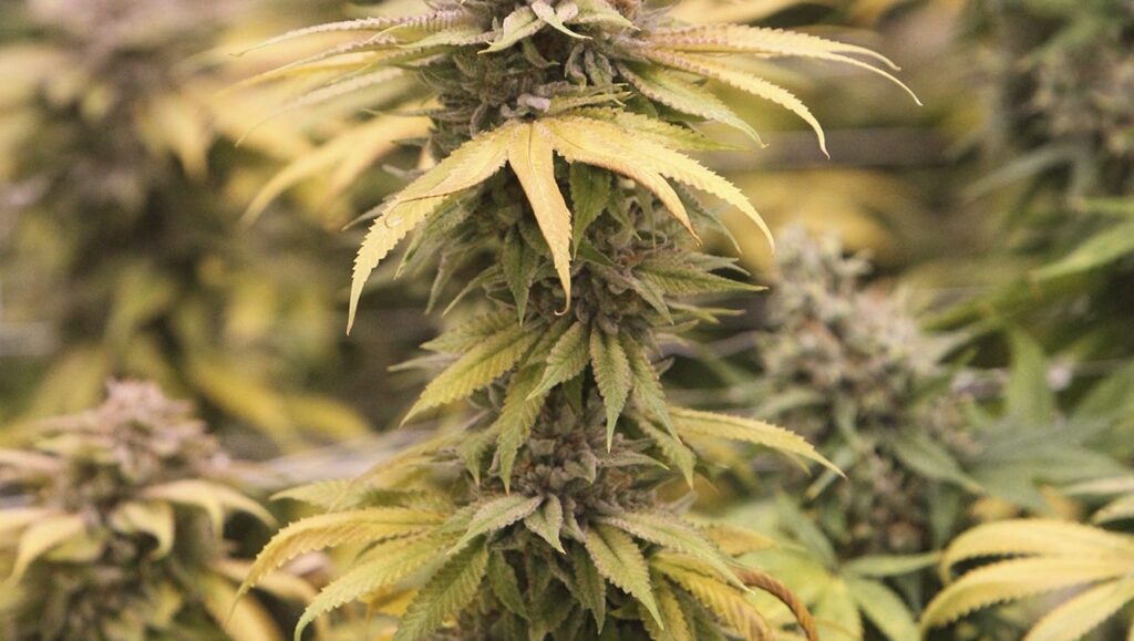 Georgia Hemp Ban