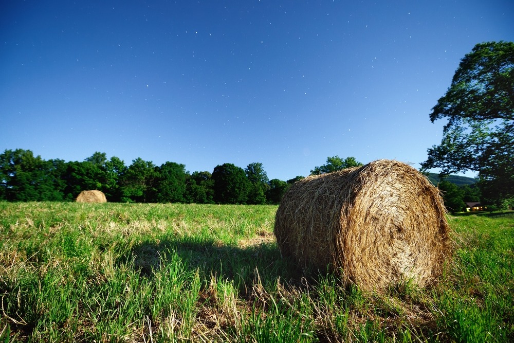 Georgia Hemp Ban