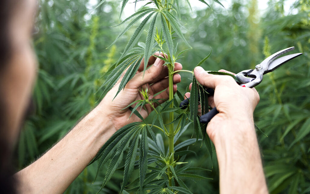 Hemp Under Seige