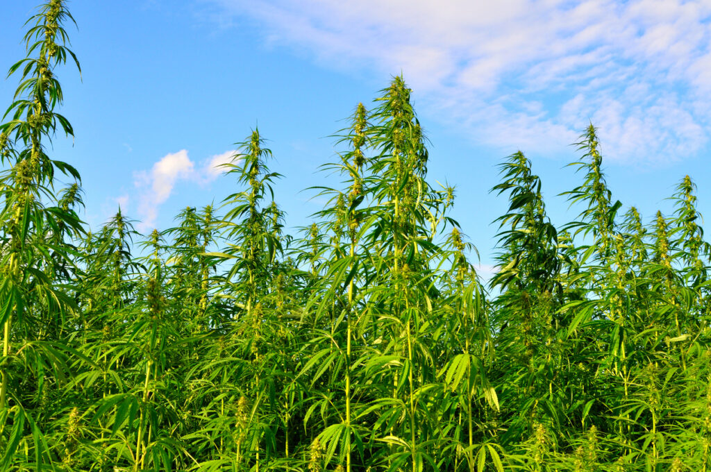 Hemp Wholesale