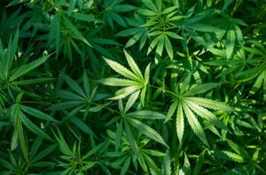 Cannabis Asthma
