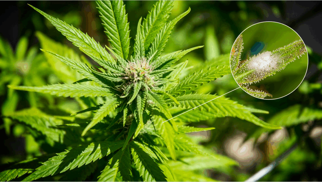 Cannabis Asthma