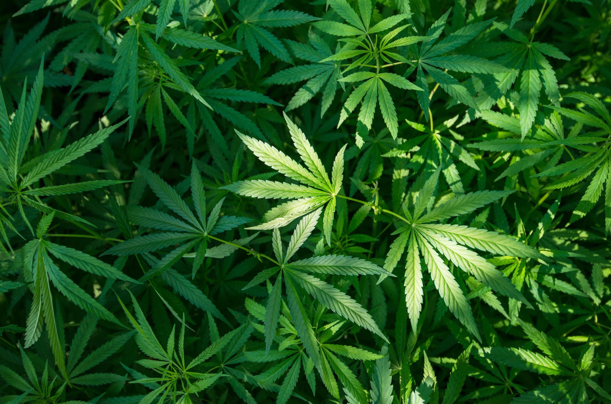 Cannabis Asthma