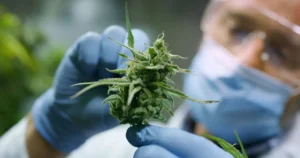 Medical Marijuana