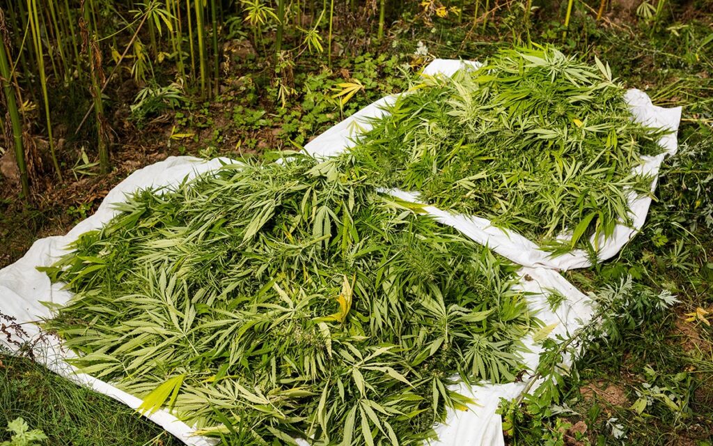 Hemp History