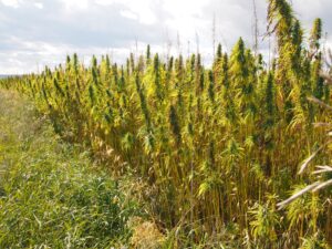 Sustainable Hemp