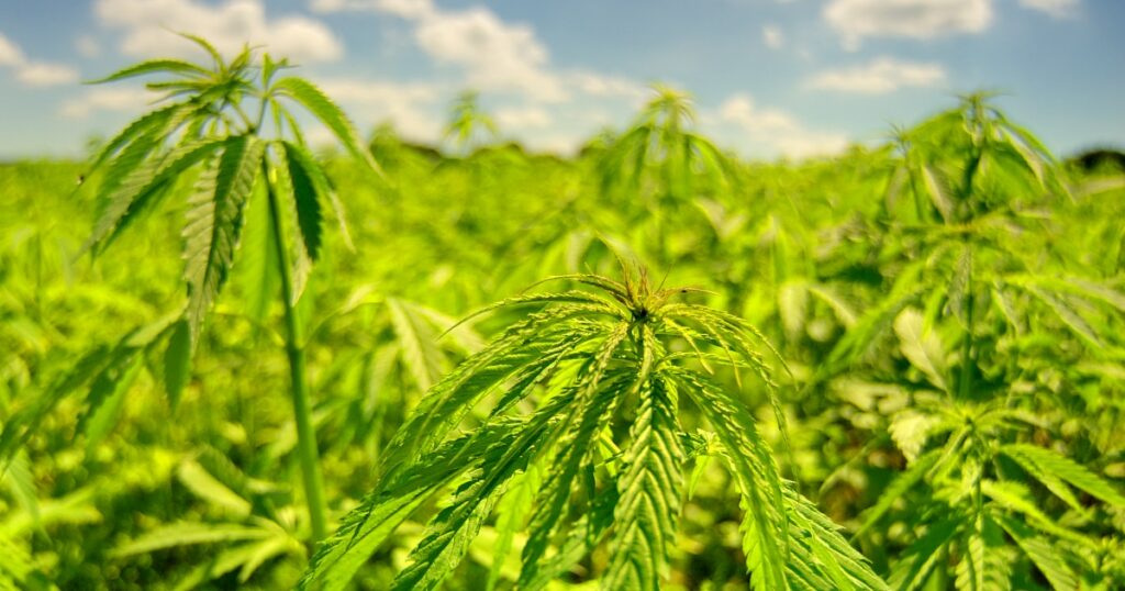 Sustainable-Hemp-New
