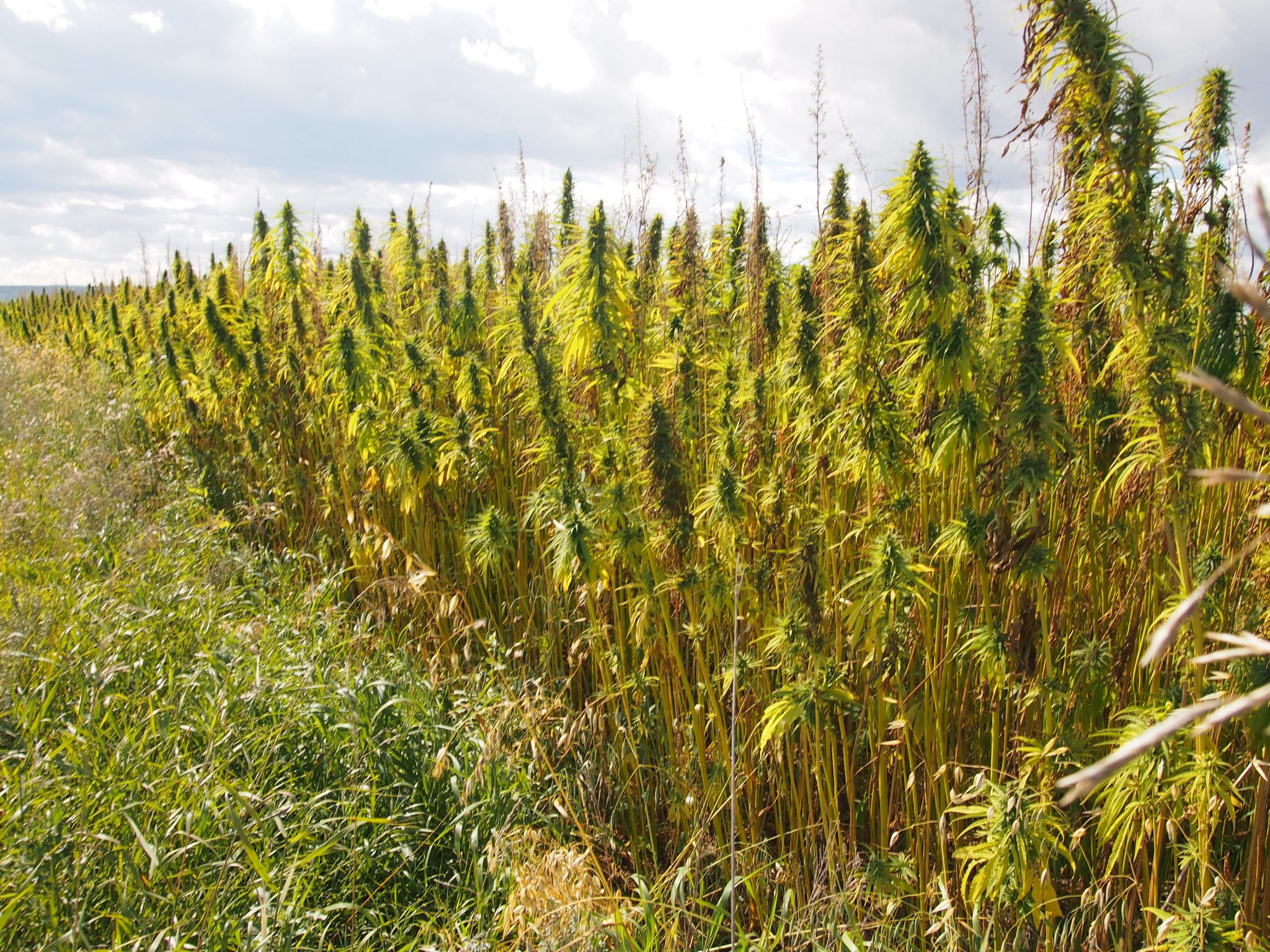 Sustainable Hemp