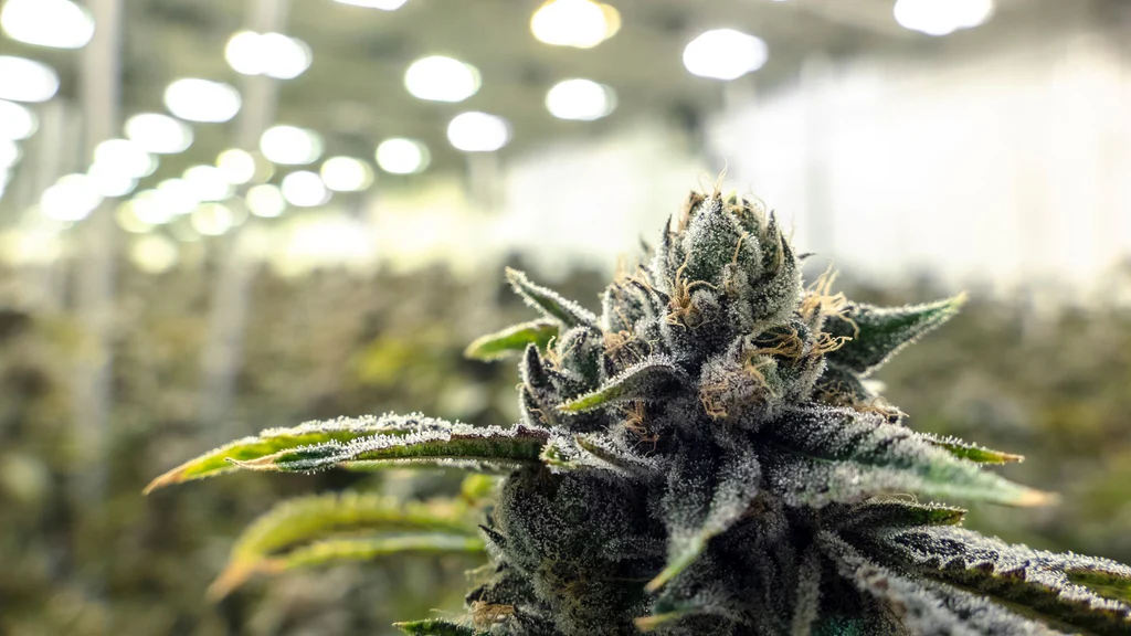 THC M White Label
