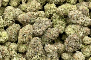 Zaza Strain