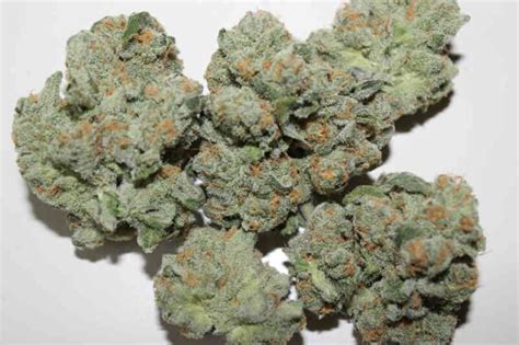 Zaza Strain