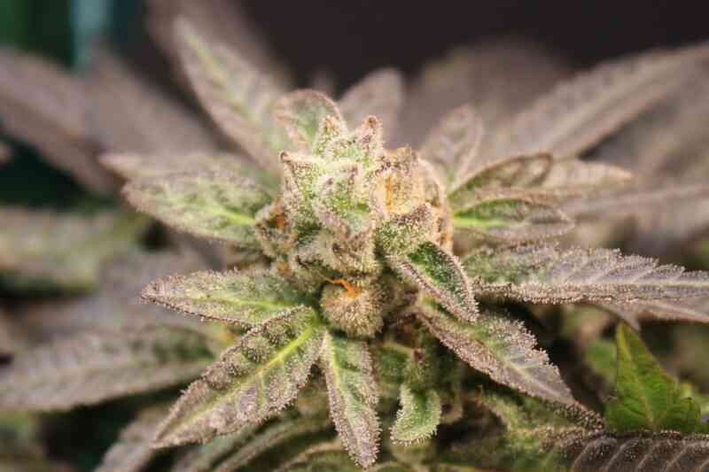 Zaza Strain Wholesale