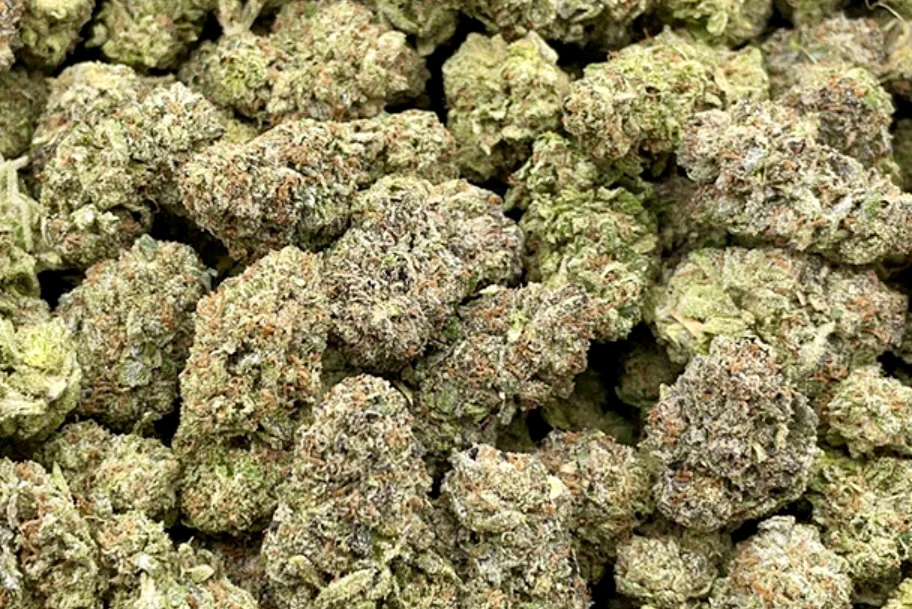 Zaza Strain