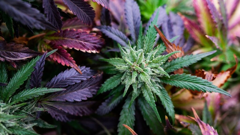 Alternate Cannabinoids
