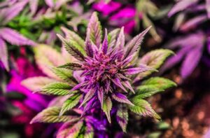 Cannabis Flower