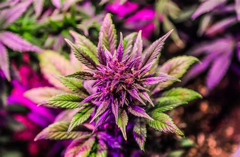 Cannabis Flower