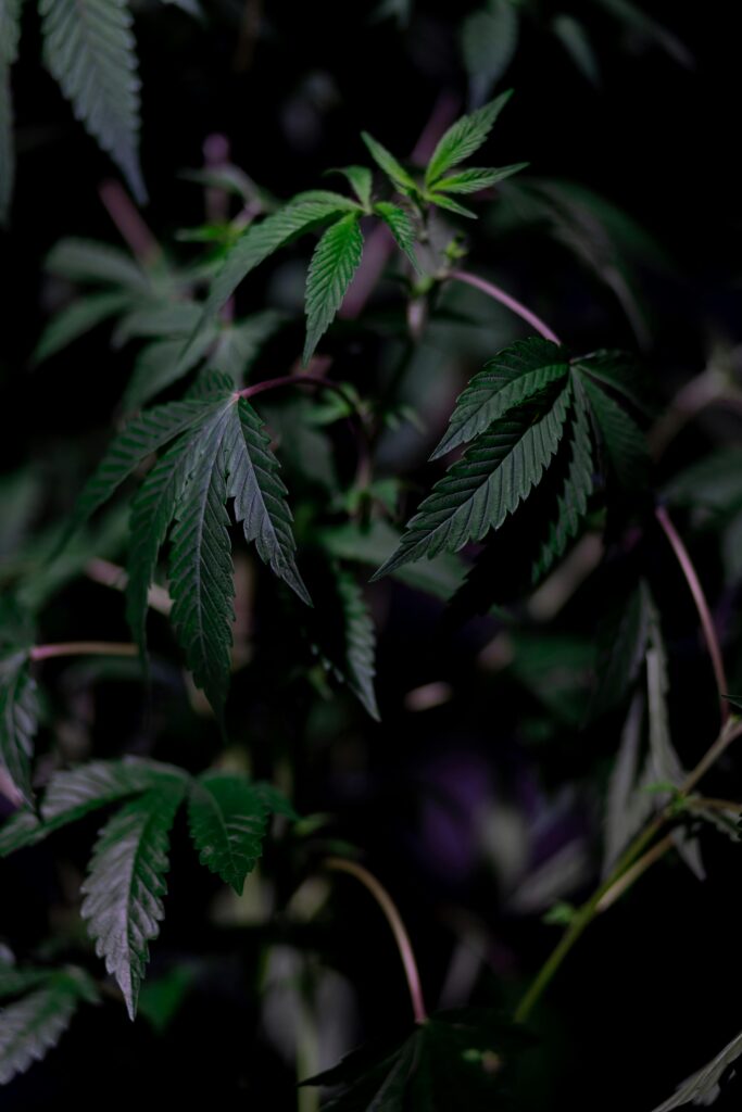 Hemp White Label