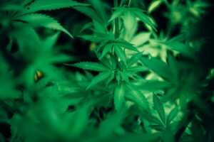 Hemp Wholesale
