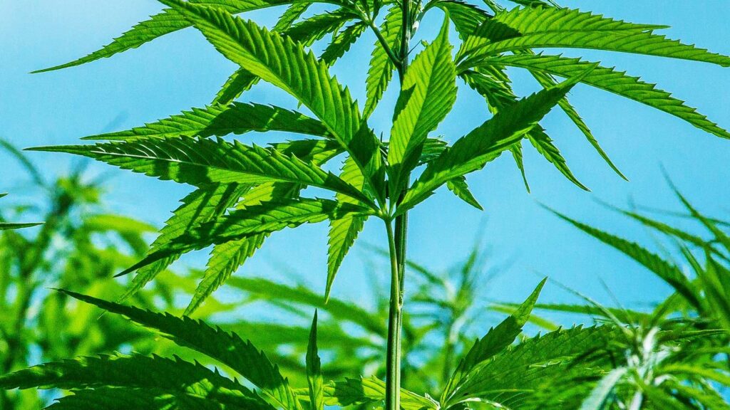 Hemp Wholesale