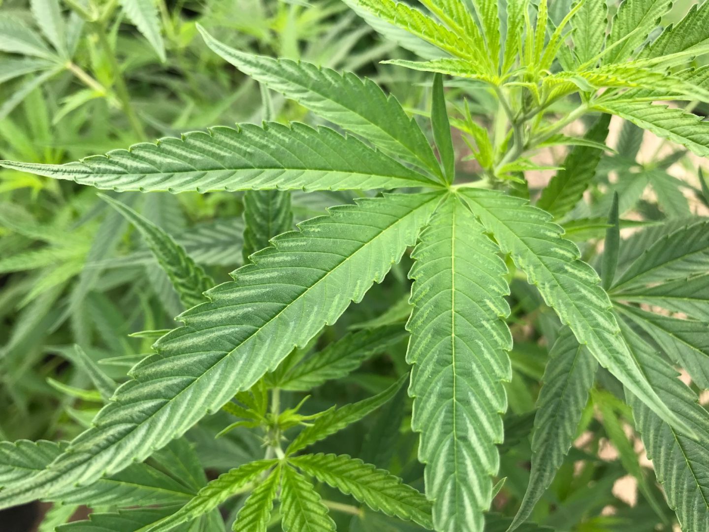 Hemp Online
