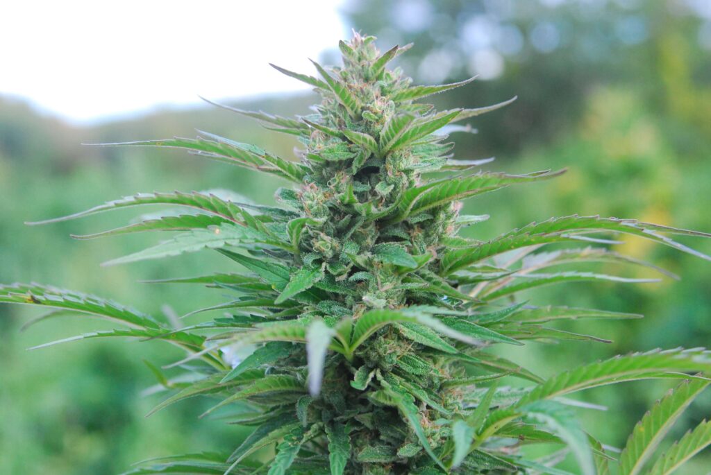 Premium Hemp Flower