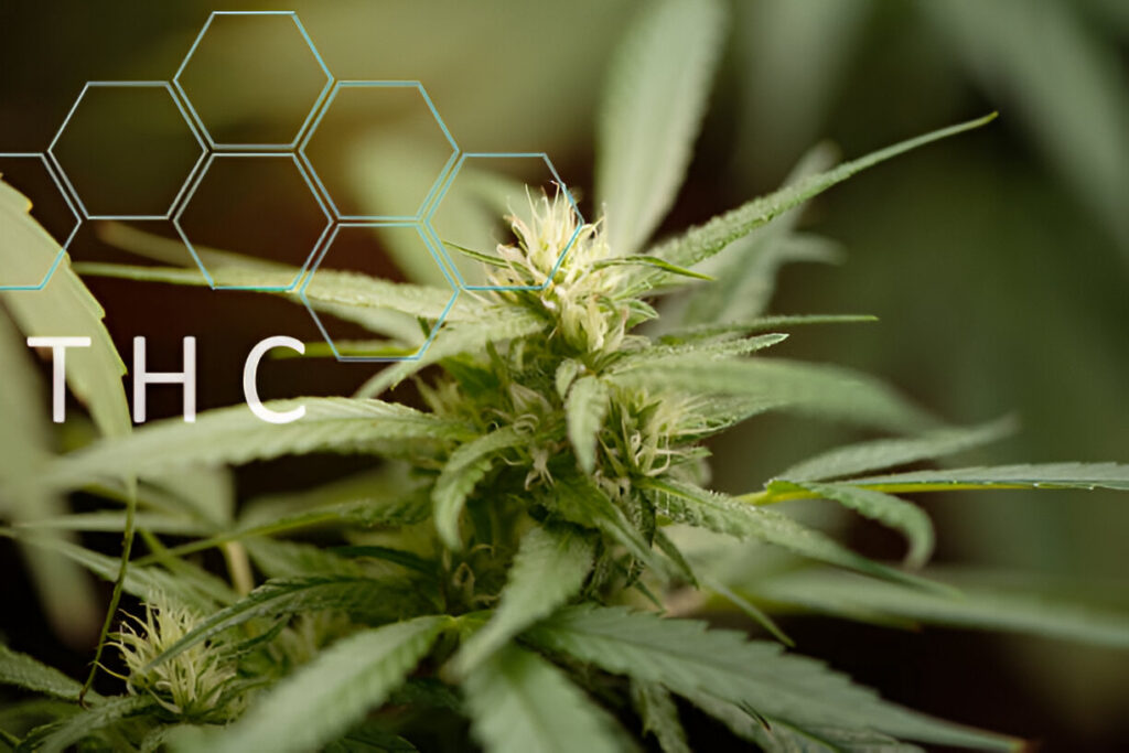 THC Isolate