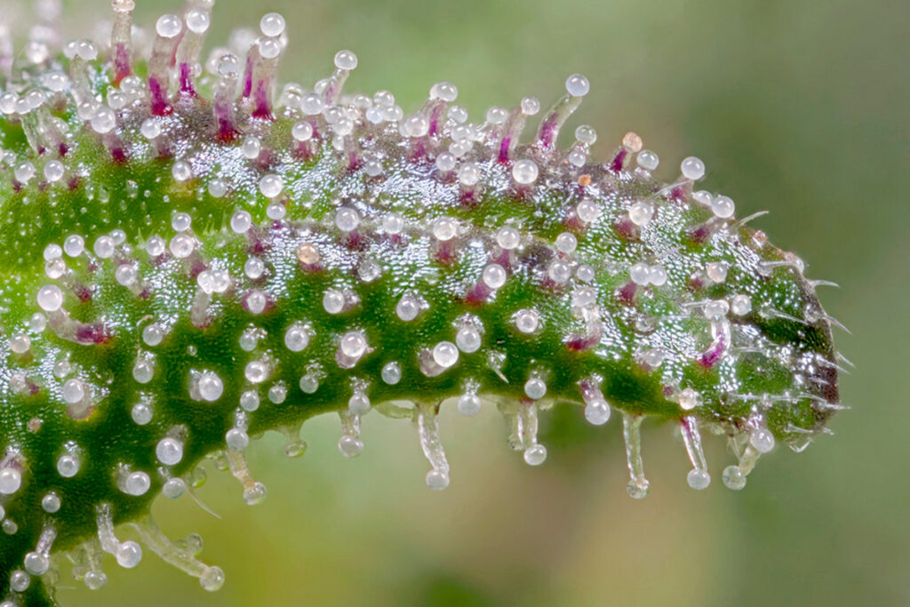 Trichomes Online