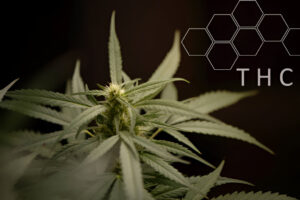 THC Isolate