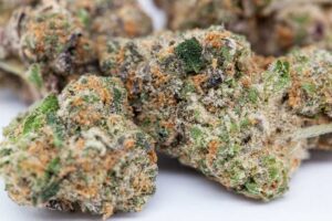 GSC Strain