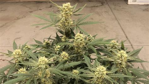 GSC Strain New