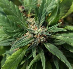 Hemp Wholesale