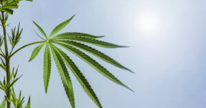 Hemp Beverages Wholesale