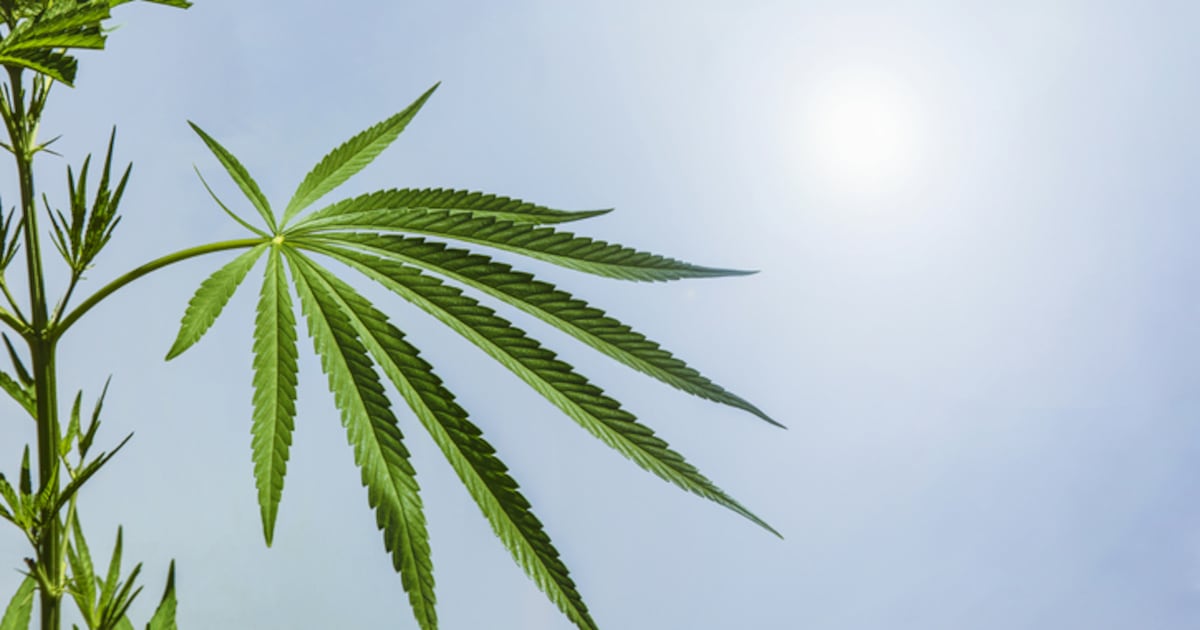 Hemp Beverages Wholesale