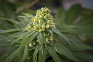 Hemp New