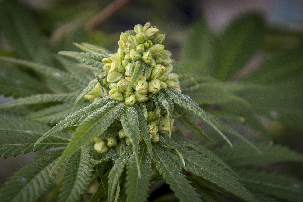 Hemp New