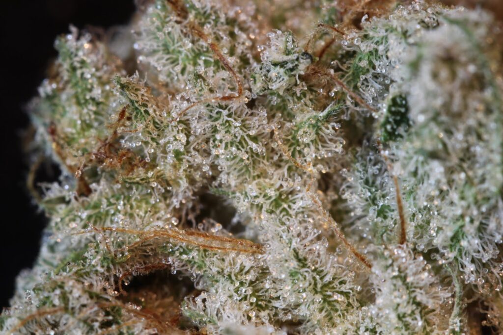Snowcap Strain