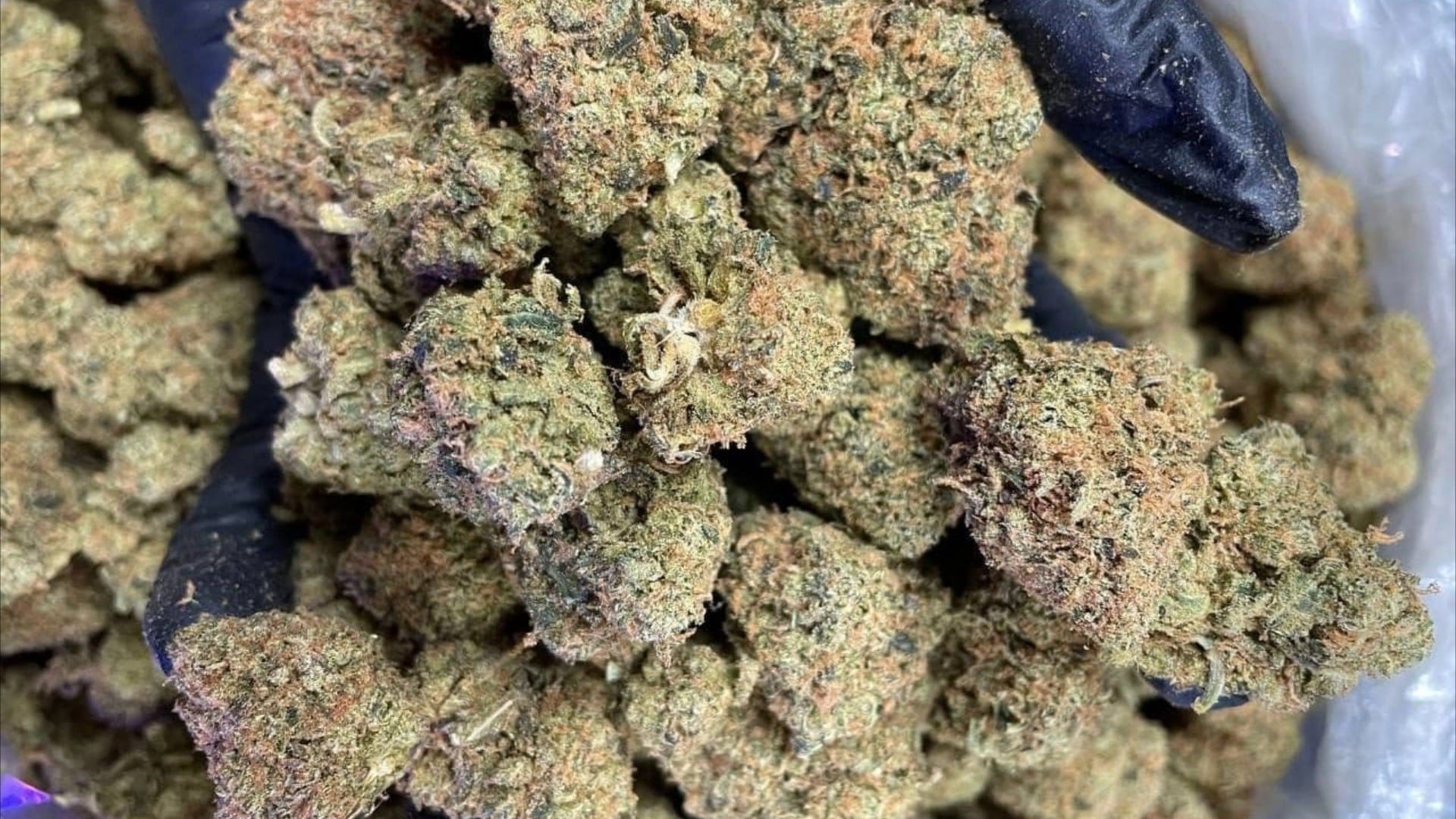 Snow Cap Strain Wholesale