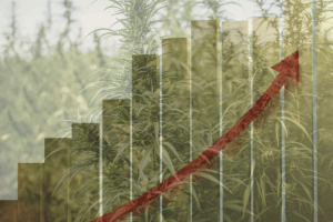 Hemp Market