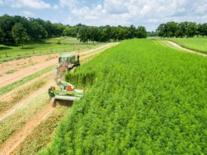 Industrial Hemp