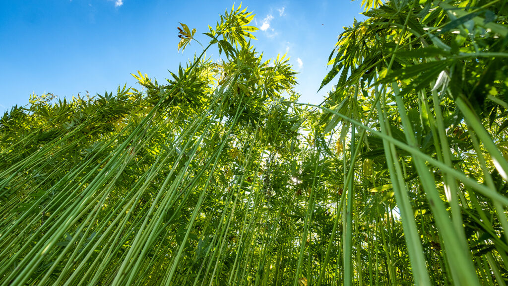 Industrial Hemp New