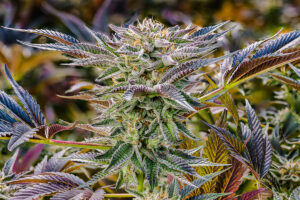 THC Flowers